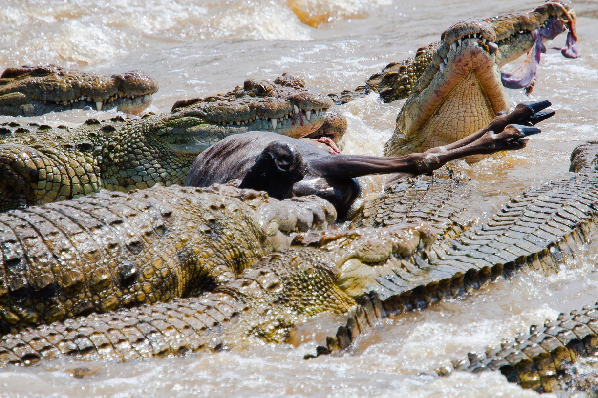 Crocodile feast on wildebeest